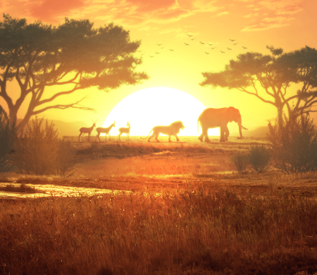 Safari Wilds banner